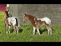 Animal Friends *Tierfreunde*