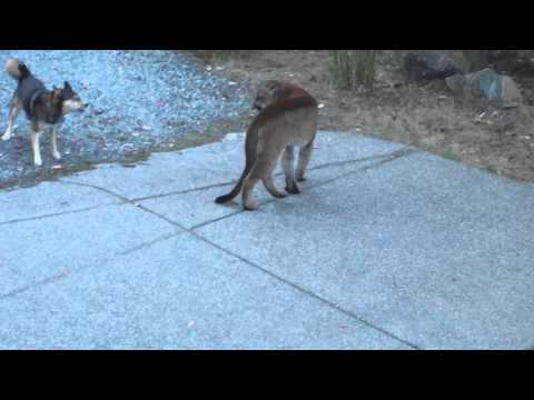 cougar - Cougar no match for brave dogs: Kovu and Teaka- Highlands, Victoria, Canada.