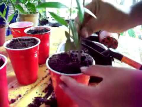 how to transplant apricot tree
