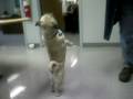 Titus does pug trick 3