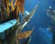 acquario di lisbona visita oceanarium