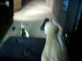 videos de Glock 9mm