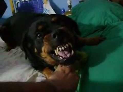how to care rottweiler