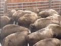Buffalo Hazing in Yellowstone