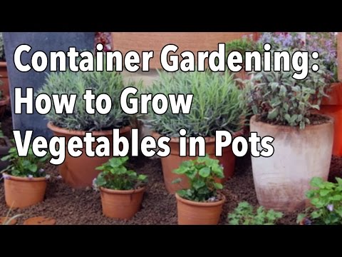 gardening - Whether you're planning to grow a small kitchen herb garden, or to produce enough food to feed your family, containers can add the flexibility which helps ma...