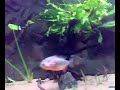 PIRANHA - 172 gallons FEEDING TIME