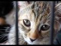 dont BUY PETS!!!!!!!!!!  ADOPT.