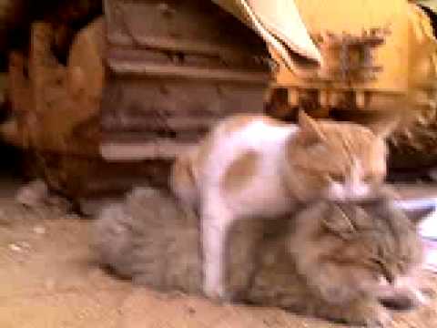 ليلة دخلة القط فندم ( الجزء الثاني ) 2 بس عليمي Marriage cats