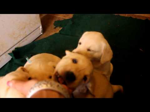 Ricochet Labradors English yellow and chocolate Lab puppies