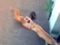 Nil de peke!