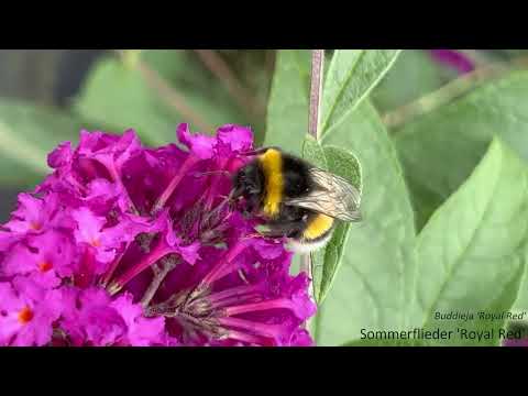 Buddleja Royal Red