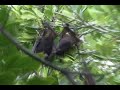 bats
