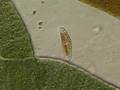 could compare with this very common biological and physical event? [see Wikipedia for "miracle".]...science ecology Microscopy Diatom Brownian Motion