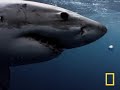 National geographic - Great White Shark