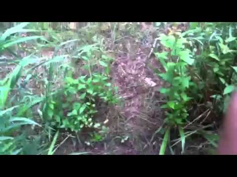 how to replant a snowball bush