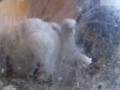 How to tear food apart, by a curious peregrine chick