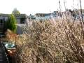 Garden - January 2010