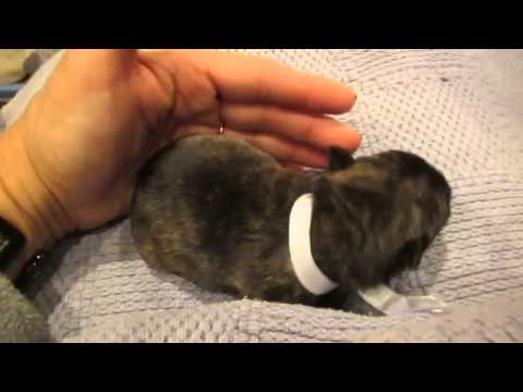 Luke - AKC Brindle Scottie