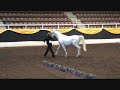 2008 WA Arab States Purebred Stallion 4 - 6 2008 WA Arab States Purebred Stallion 4 - 6