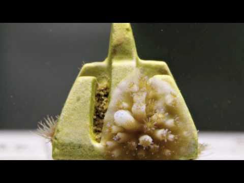 how to collect aquatic invertebrates