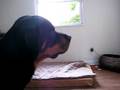 videos de Diesel loves his squirells