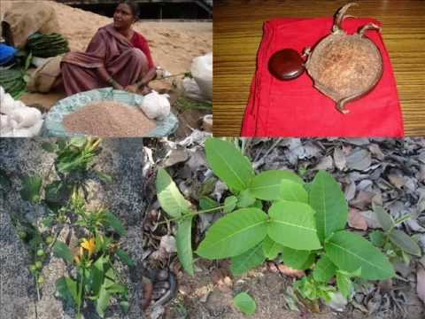 how to grow bhringraj plant