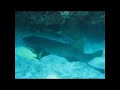 Key Largo 2006 (Duane and Speigel)