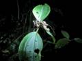 Wild eyelash pit-viper feeding