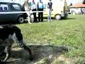 breton zenke cacak
