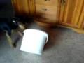 videos de Kleiner Hund vs. Großer Eimer