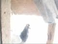 San rafael pigeon