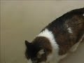 ボール猫動画