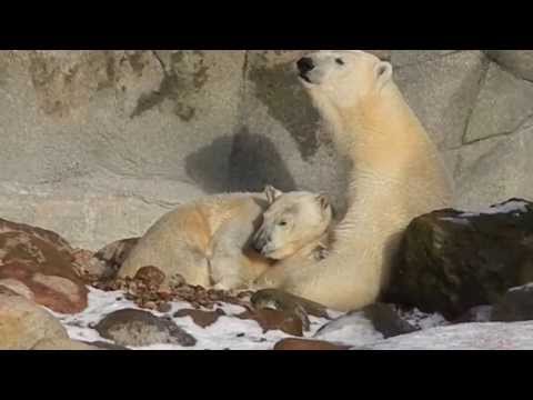 Zoo Denmark - Augo and his mother, Malik, dive to find food and treats. They play with the blue bucket. They enjoy the February sun, and Augo gets polar bear milk.