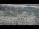 Whitetail Deer Hunting