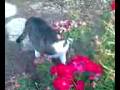 videos de Toby Fat Cat