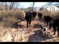 videos de A typical day for me here at Rancho Paradise