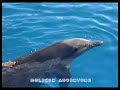 swimming with dolphins