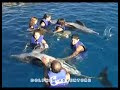 swimming with dolphins