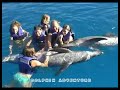 swimming with dolphins