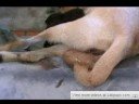 dog givin birth(or something)