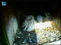 Click here to watch this video Kestrel siblings try to steal chick's slowworm - Courtesy RSPB Arne & Wildlife Windows