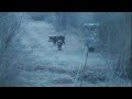 Wild Hog Hunt at the Lone Star Creek Ranch