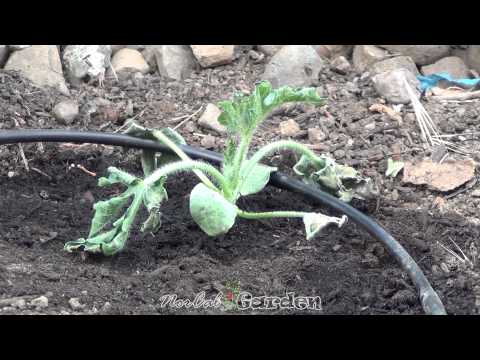 how to transplant watermelon seedlings
