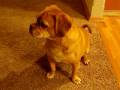 videos de Dogbook Movie: 