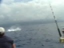 Jumping 250lb Blue Marlin Jumping 250lb Blue Marlin