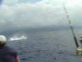 Jumping 250lb Blue Marlin
