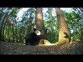 Bears - Spy in the Wood: Magi-Cam Black Bear Mother and Cubs