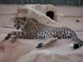 cheeta4