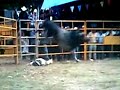 jaripeo