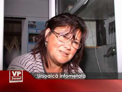 Ursoaică înfometată